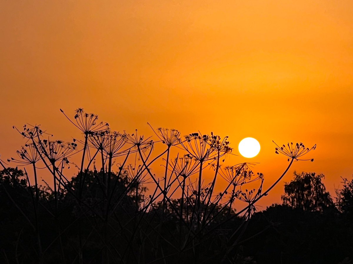 That #Saharandust really doing the business tonight here in Kent, Could be in a national park in Kenya this evening! #Sunset #loveukweather 😍