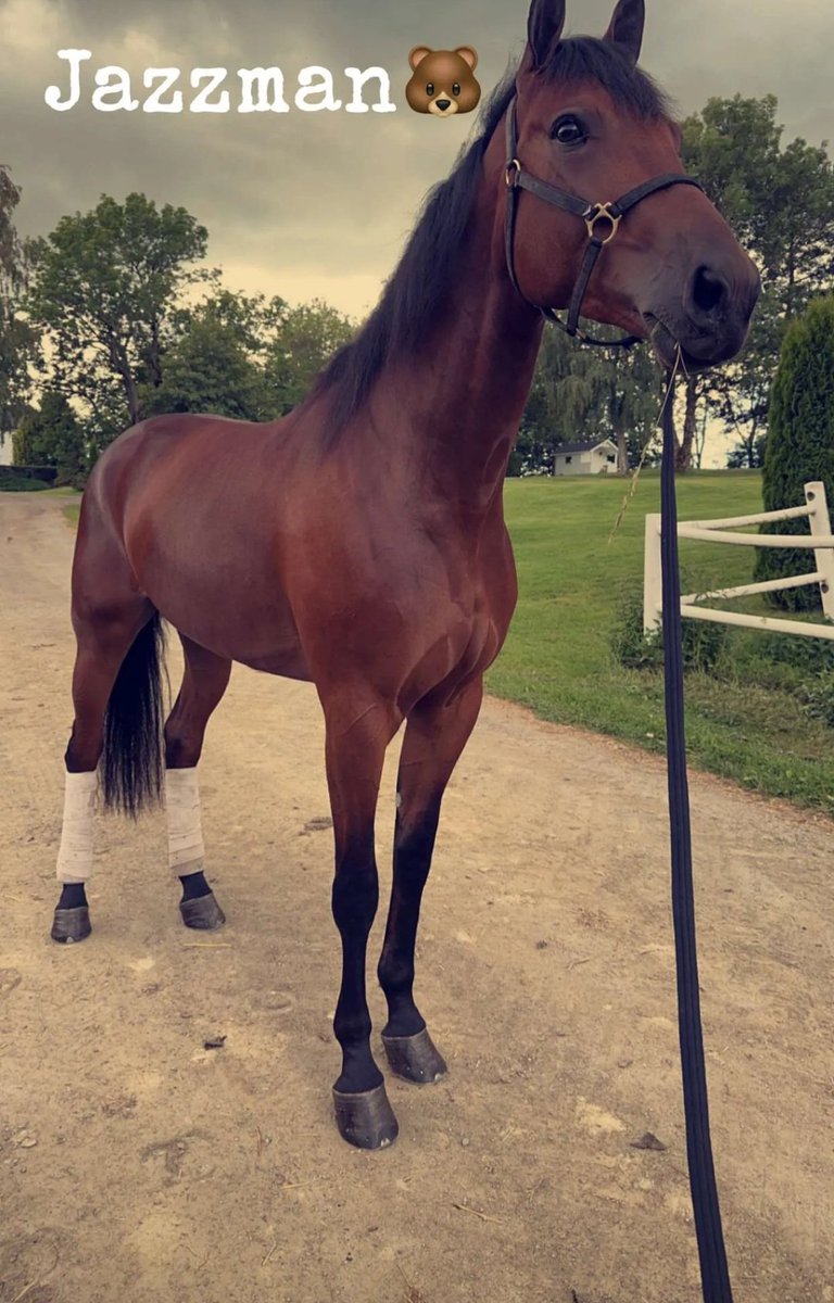Første gangs medeier i hest og endelig leverte Jazzman på topp. 14 tid på Bjerke og vinner med 20 meter 👏🐴 Godt jobba Stall Pedersen 🏆