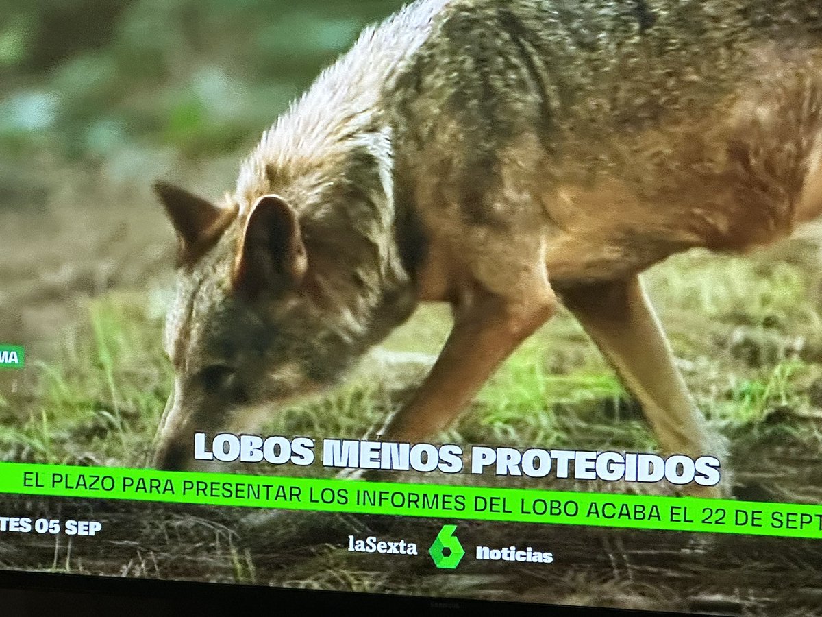 El lobo es un animal emblemático de la fauna ibérica, y debe seguir protegido. El lobo no es el culpable de los problemas de la ganadería. Así que desde <a href="/AlianzaVerde_/">Alianza Verde 🌱</a> seguiremos defendiendo al lobo, también ante la UE.