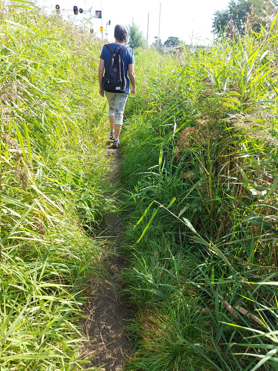 WijkAgnes's tweet photo. Mijn wandelmaatje wist nog wel een leuk paadje......
Leuk werd het zeker, de polder in, brandnetels, picknick, koeien en fun. #wandelenisleuk  @raadopmaat #beijerse #polderlandschap https://t.co/jYUQzHn9uL