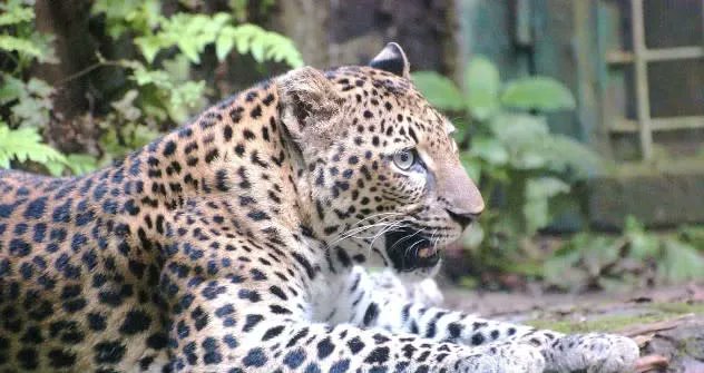 VisitRowanNC's tweet photo. Join @TigerWorld in their effort to help save 🐆 Wild Javan Leopards at Leopardpalooza next Saturday (Sept. 16)!
Learn more:
>>https://t.co/m5n6r0gDii
Photo by Tiger World
#VisitRowanCountyNC #TigerWorld https://t.co/fvbLe1vwlQ