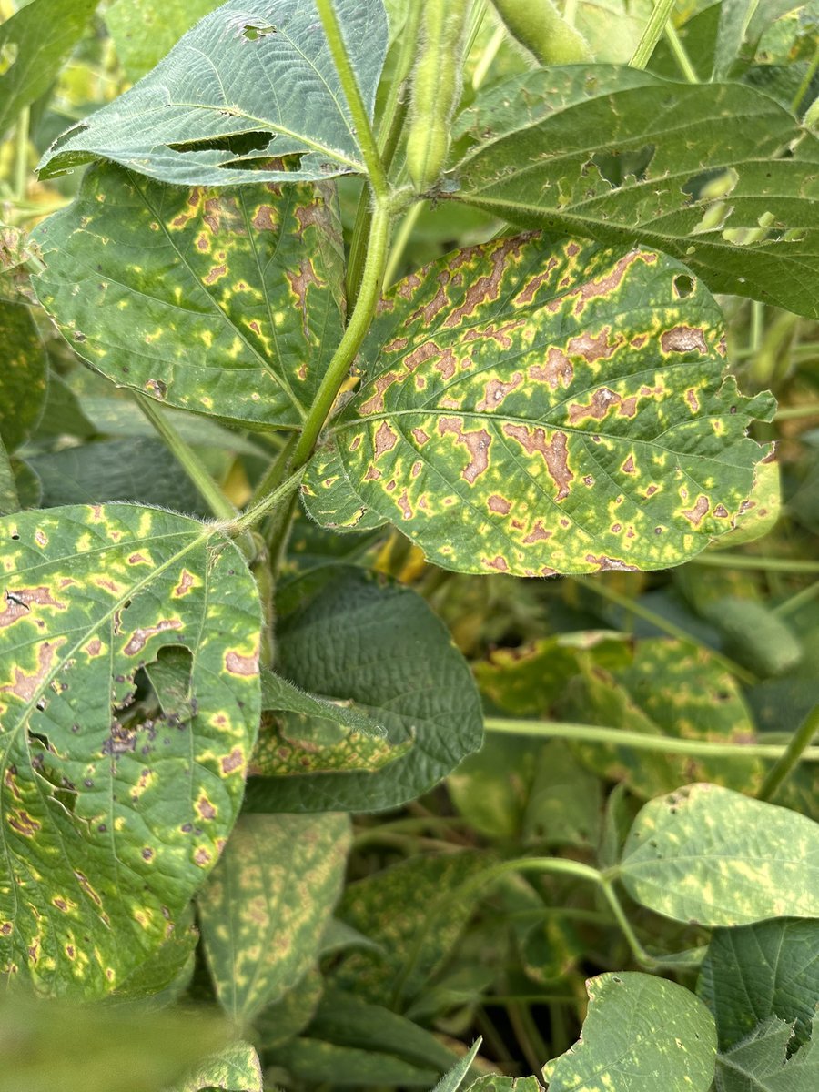 Daren Mueller tweet media