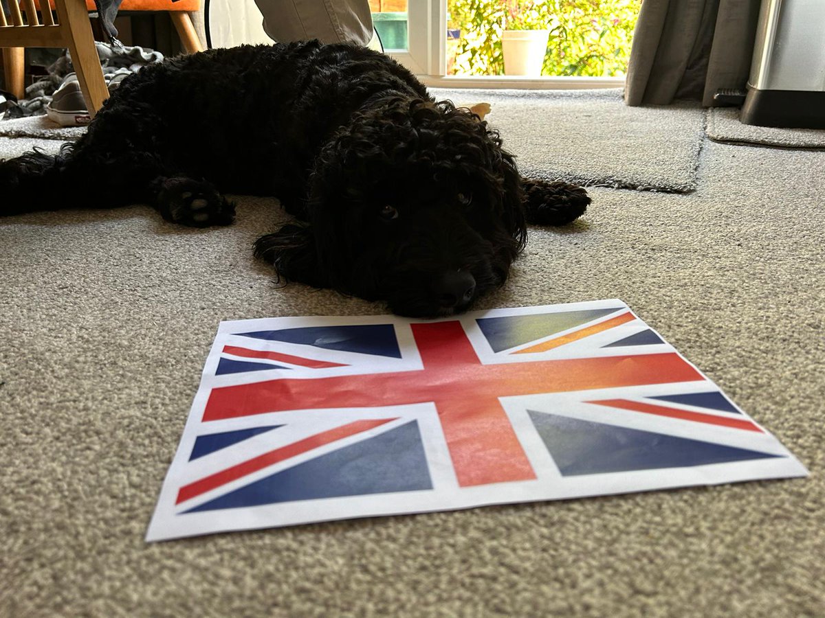 h_desires's tweet photo. Hey people, Whiskey wants to say hello and to let you all know he 100% supports Team UK and, he knows they are going to win. Whiskey has got a nose for these things. 
🥰❤️🥰
@clairemoore281 https://t.co/HQTCOabCJX