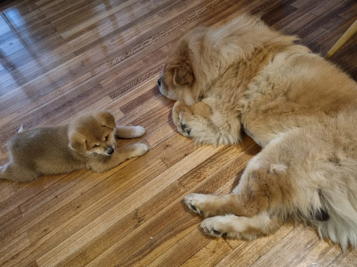 ReignMole's tweet photo. Meet the dynamic duo: Kuma the Akita Inu and Little Bear the Chow Chow! 🐕🐕 They bring twice the love and twice the fun to our lives. Share your furry companions in the comments below and let's celebrate our four-legged friends together! 📸🐾❤️ #FurryFriends #PetsOfTwitter https://t.co/KAP39wWLiZ