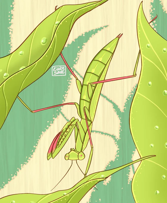 Vampire of the insect world  #prayingmantis