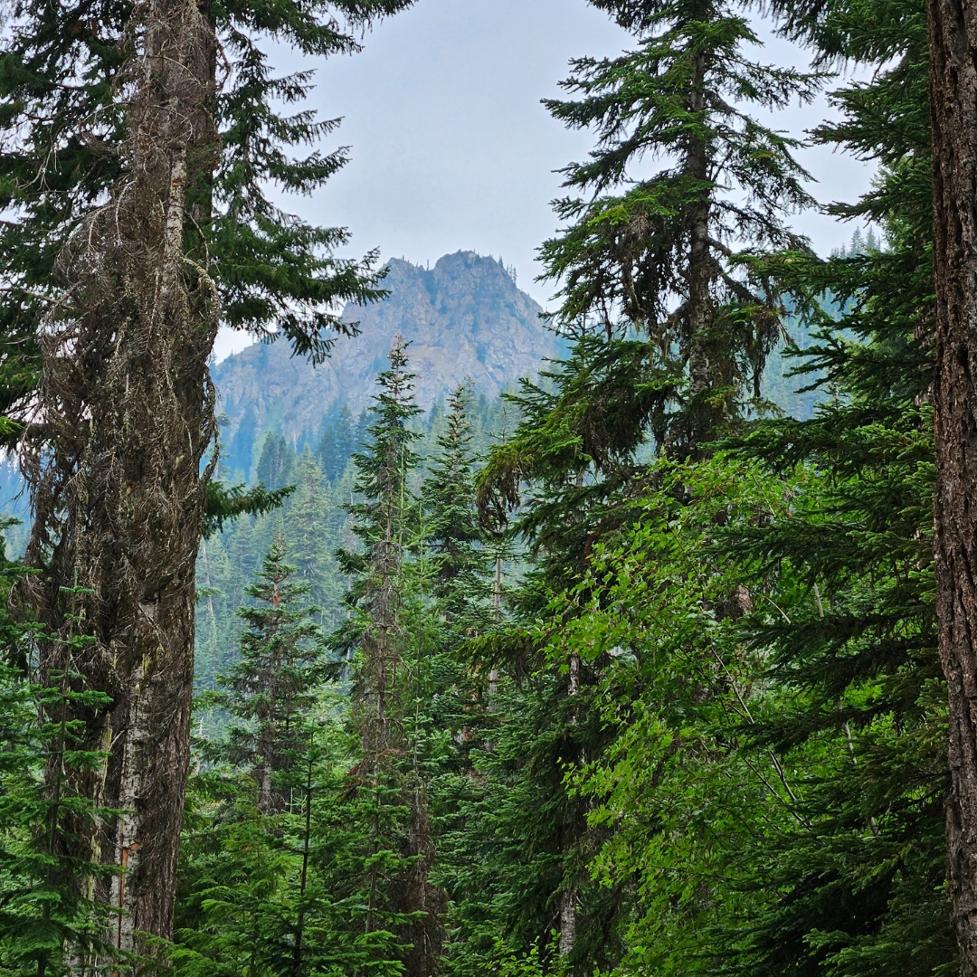 Mountains to Sound Greenway Trust tweet media