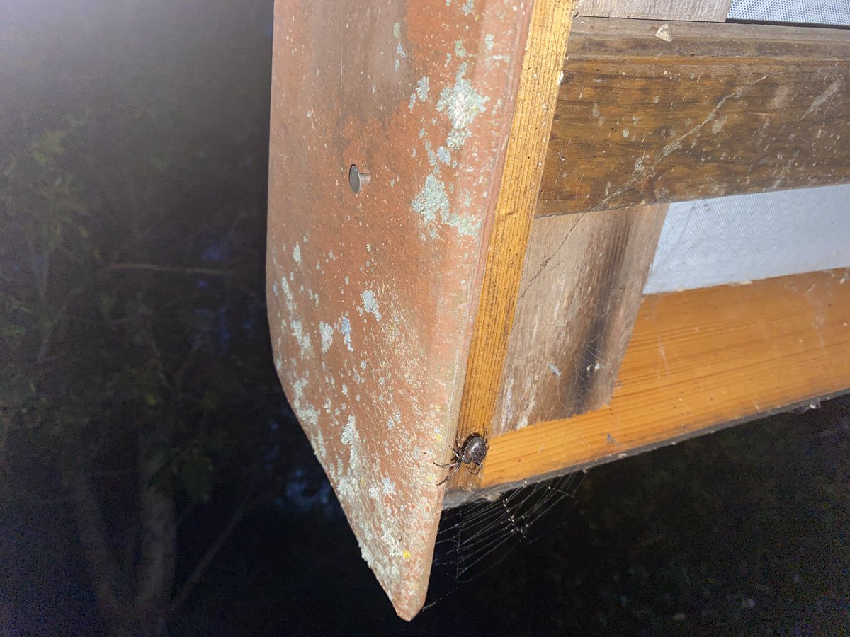madamelancholy's tweet photo. @Arachno_Cosas buenas tardes! Tengo otra consulta 👀✨ encontré a esta arañona en el gallinero del jardín y quisiera saber qué tipo de araña es? Esto es en Francia. https://t.co/KpLruHb07A