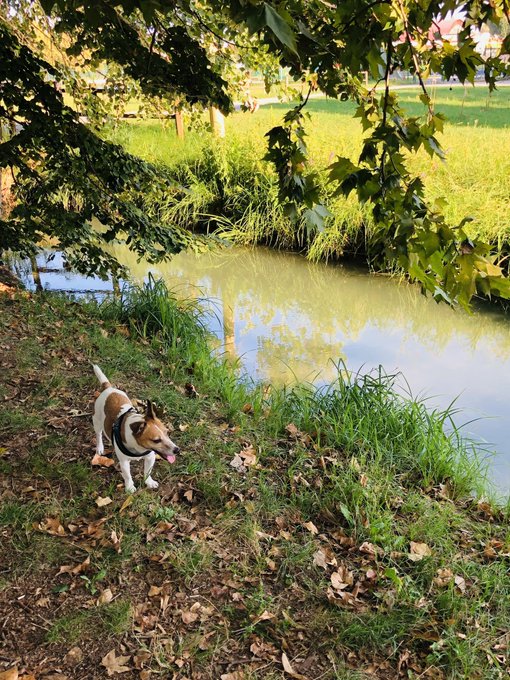 Walking with my dog 🐶 #jackrussellterrier #jackrussell https://t.co/AXcZ1EV6tW<a href="/tag/jackrussellterrier"class="tags">#jackrussellterrier</a><a href="/tag/jackrussell"class="tags">#jackrussell</a>