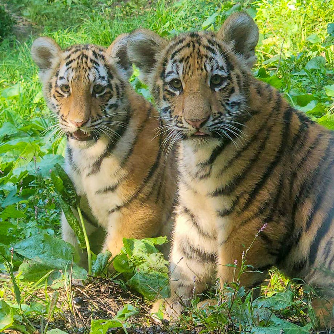 SyracuseZoo's tweet photo. Tiger cubs Zuzaan and Soba (pronounced ‘Zova’) will have access to their outside exhibit until 2 p.m. daily! After 2, they will switch with their father Thimbu. #Syracusezoo https://t.co/qKxw4CePLA