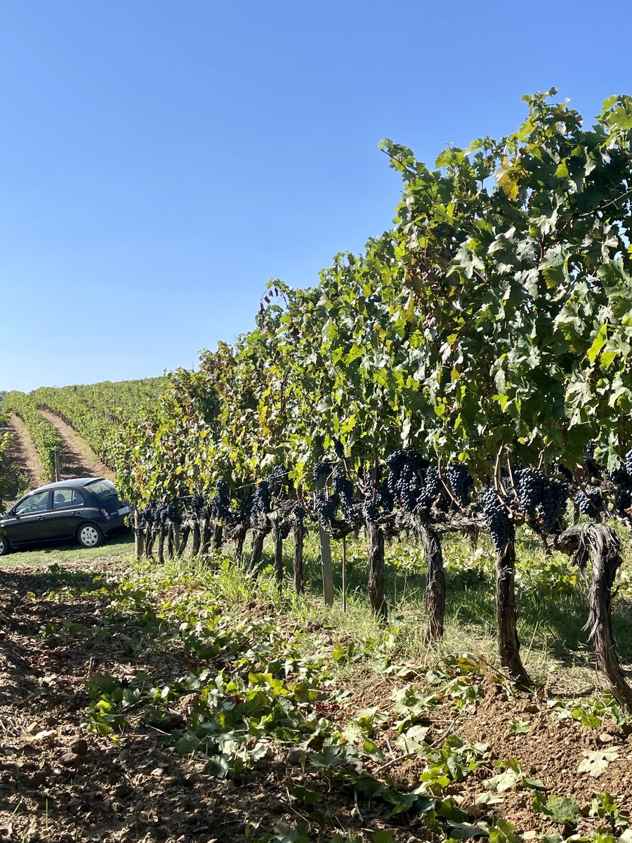 ameliasso's tweet image. Sfogliare in maniera geometrica, immaginate una retta orizzontale che separa i grappoli dal verde 😍🍇
#Imadeit