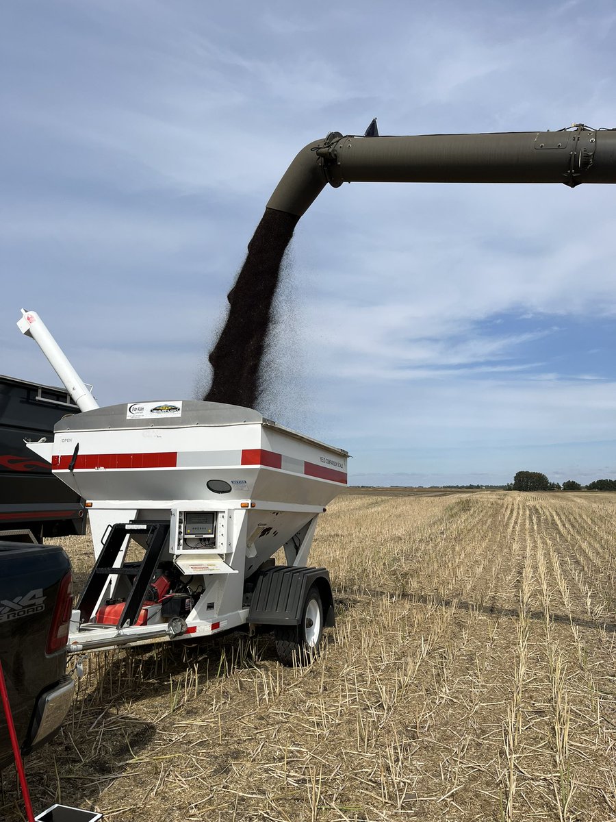 I’m not sure what’s more nerve-racking, waiting for all the yield results or guiding my husband to the weigh wagon. #trailerptsd <a href="/rorygregoire13/">rory gregoire</a> <a href="/FarmerGreggs/">Brandon Gregoire</a>