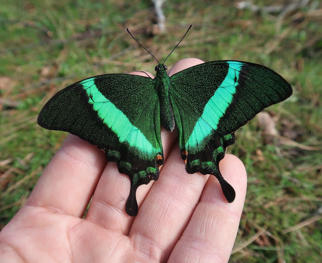 Emerald swallowtail (Papilio palinurus), photo taken by Bart Coppens
