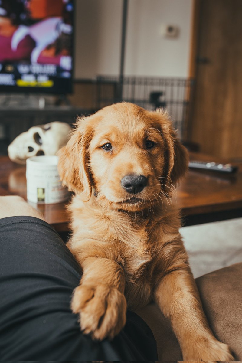 BosleysColumbia's tweet photo. Hi Hooman! Did you know it's National Pet Insurance Month? Time to make sure you've got us covered because you never know when I might decide to chase another squirrel๐ฟ๏ธ
Let's keep the treats flowing and tails wagging without any 'ruff' surprises at the vet. ๐
#petinsurancemonth https://t.co/ReoHRJk2so