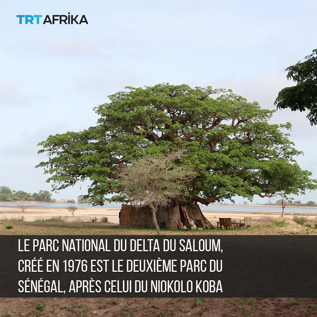 trtafrikaFR's tweet photo. La région naturelle du Sine Saloum abrite le Parc national du delta du Saloum. 

Une destination touristique de premier plan au Sénégal https://t.co/u9uqD6UWc5