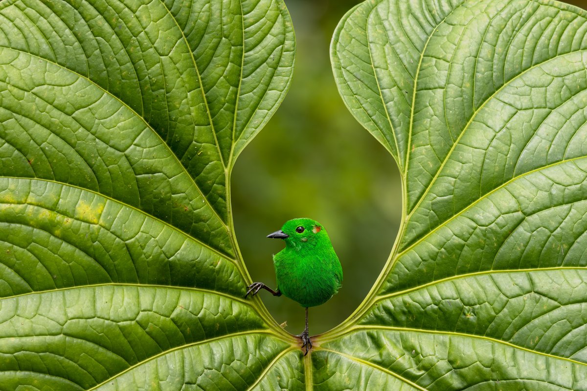CastleFraming's tweet photo. Bird Photographer of the Year 2023 Highlights Avian Attitudes and Winged Wonders Around the World https://t.co/vL7xmmwt7x https://t.co/BhgMjV8XHY
