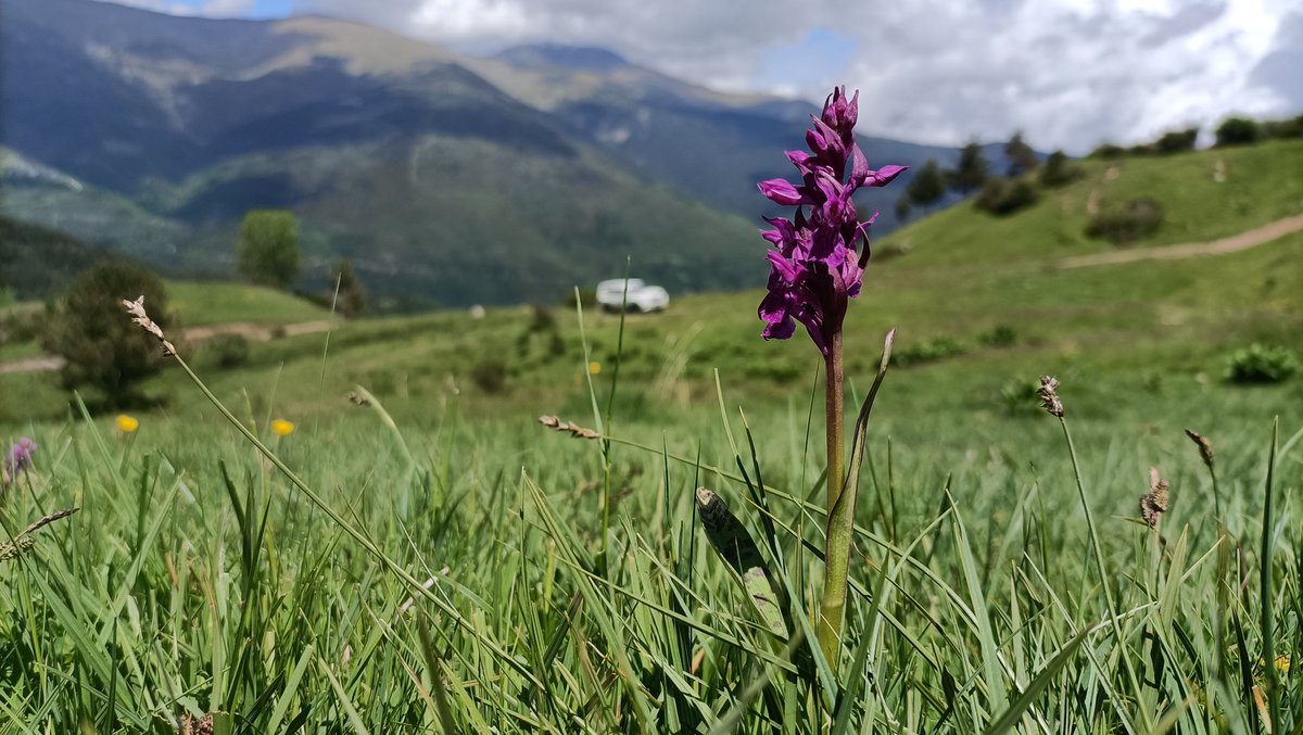 Marg275's tweet photo. M'he retrobat amb les pastures del Pirineu gironí 🍀 Llocs on fa gust repetir! https://t.co/KS07VDazAx