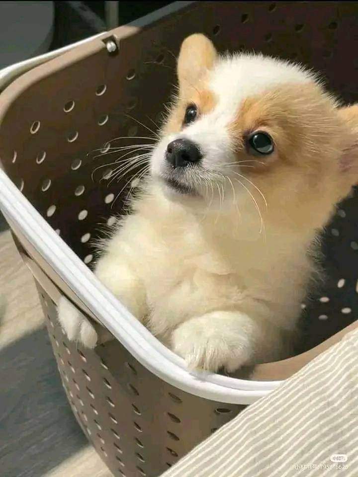 So adorable cute puppy 🥰💗🥰