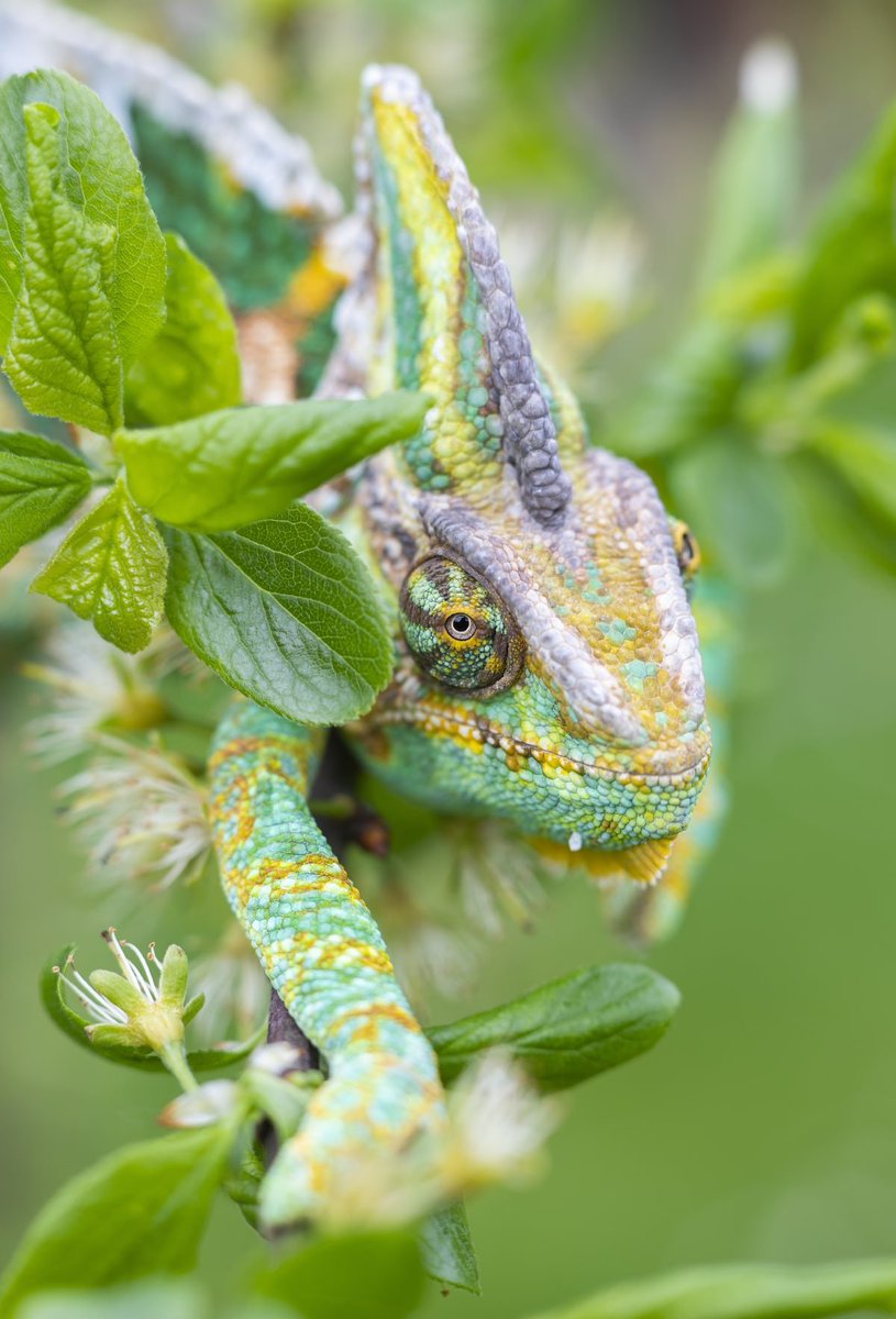 💚💛💚
📸: Michael Held.