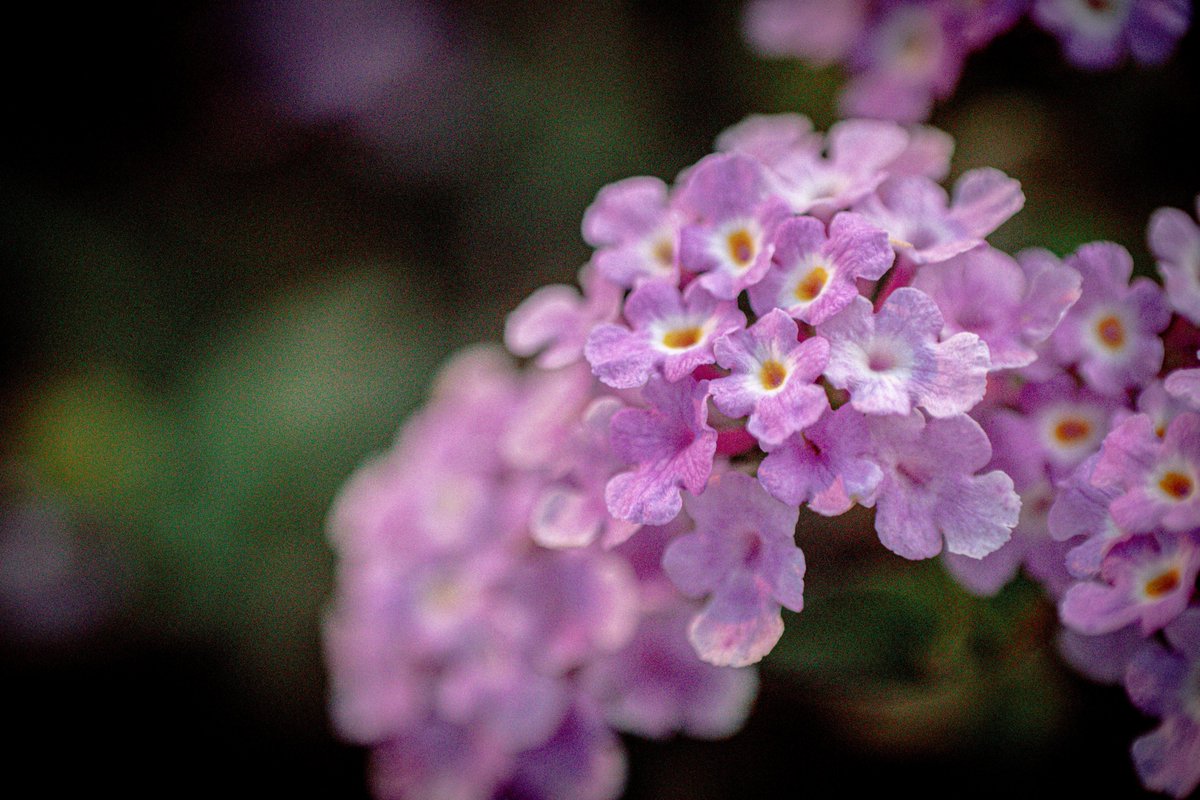 shury45's tweet photo. These flowers were captured in Nes Ziona, a place nestled amidst orchards and fields. Initially, I wasn't fond of this photograph, but as time passed, my appreciation for it grew. I invite you to be the judge. #NFTCommunity #NaturePhotography https://t.co/v9NqgX9UDg