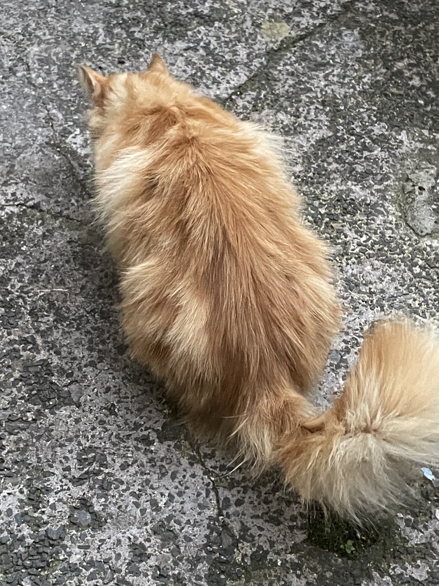 LovettLovesBook's tweet photo. Mr Floof visiting and munching dreamiest so he will let us eat our chicken sandwiches.
#NotMyCat #VisitorsWelcome #ILoveCats #GingerFloof https://t.co/1ggefmZZzV