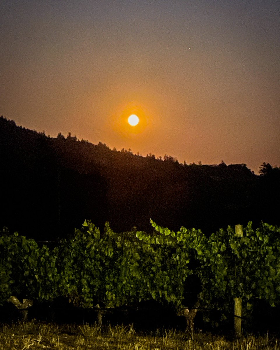 A true harvest moon. 

📸A picture captured by our winemaker, Jeffrey Jindra. 

#harvest2023 #andersonvalley #scharffenbergercellars