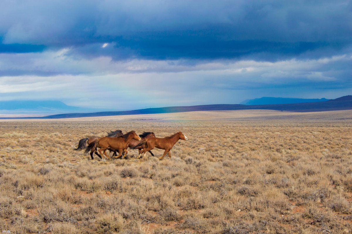 Is there anything like seeing a group of wild horses running on the range? 🐎🐎 #TuesdayThoughts 📷 Wild horses in the Stone Cabin Herd Management Area - a 400,000+ acre area of public lands just east of Tonopah, Nevada. Learn more about this herd: blm.gov/programs/wild-…