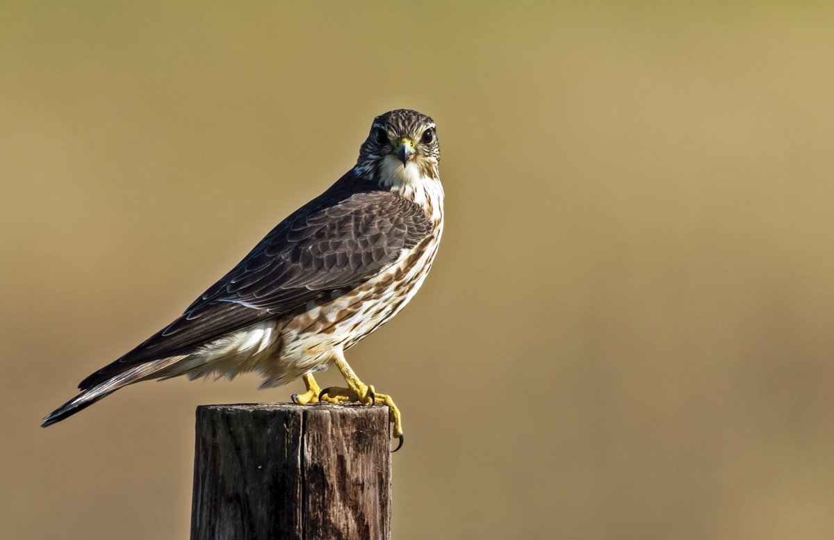 U.S. Fish and Wildlife Service tweet media