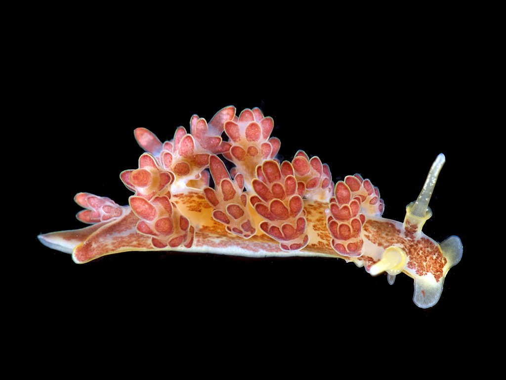 slugsofsea tweet picture