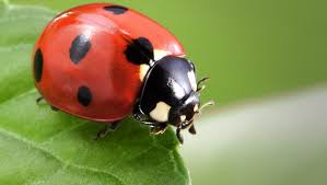 Tuesday Trivia Answer: Ladybug

The legislature adopted the ladybug as the state insect in 1977 at the urging of the fifth-grade class of the Broken Grounds Grammar School in Concord.