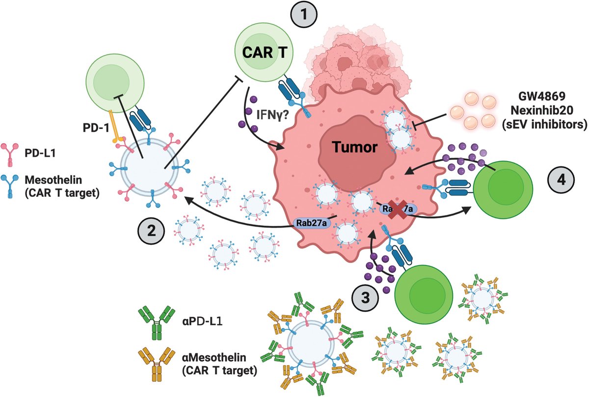 Cancer Research (@cr_aacr) on Twitter photo #ICYMI:
Read the commentary— Bursting Tumor Bubbles to Improve #CARTcell Therapy, by Ortiz-Espinosa and <a href="/sriv4000/">Shivani Srivastava</a>.
aacrjournals.org/cancerres/arti…
<a href="/fredhutch/">Fred Hutch Cancer Center</a> #ICYMI:
Read the commentary— Bursting Tumor Bubbles to Improve #CARTcell Therapy, by Ortiz-Espinosa and <a href="/sriv4000/">Shivani Srivastava</a>.
aacrjournals.org/cancerres/arti…
<a href="/fredhutch/">Fred Hutch Cancer Center</a>