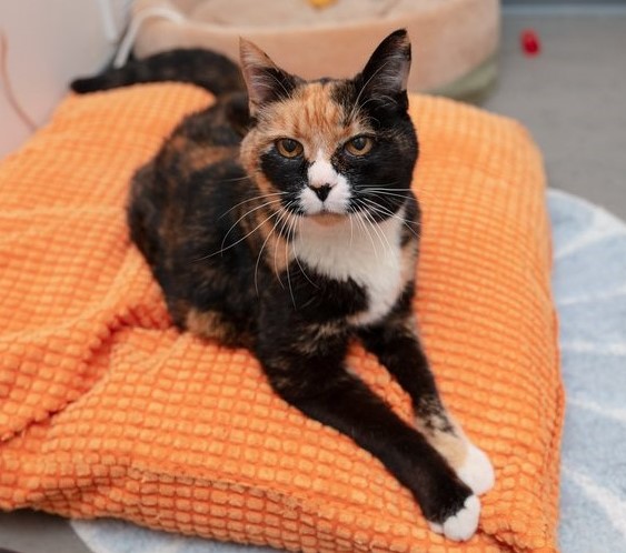 sachikoko's tweet photo. 👉🏽SENIOR ALERT🙏🏽PLZ SHARE
🏵SWEET #SENIOR 15YO #CALICO KITTY "KISSKISS"🏵
🔅NEEDS A CAT SAVVY #FUREVERHOME🏡AS YOUR 1 &amp; ONLY🐈
▶4 INFO https://t.co/kJ7S8bqENF
🙏🏽#ADOPT #AdoptMe
#OAKLAND, #CA #SpecialNeeds
✅OLDER KIDS✅ADULTS📧adopt@cattownoakland.org
#RehomeHour #US #CATS https://t.co/t3X2qQ3UWu
