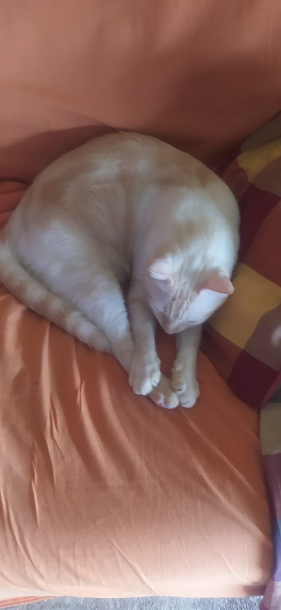 CatFalkor's tweet photo. Praying for more wet food 🙏 https://t.co/82t8K3qUsM