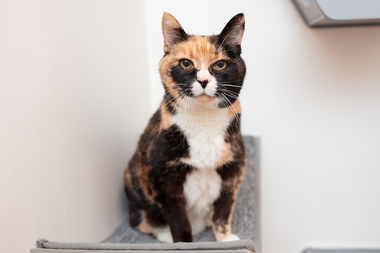 sachikoko's tweet photo. 👉🏽SENIOR ALERT🙏🏽PLZ SHARE
🏵SWEET #SENIOR 15YO #CALICO KITTY "KISSKISS"🏵
🔅NEEDS A CAT SAVVY #FUREVERHOME🏡AS YOUR 1 &amp; ONLY🐈
▶4 INFO https://t.co/kJ7S8bqENF
🙏🏽#ADOPT #AdoptMe
#OAKLAND, #CA #SpecialNeeds
✅OLDER KIDS✅ADULTS📧adopt@cattownoakland.org
#RehomeHour #US #CATS https://t.co/t3X2qQ3UWu