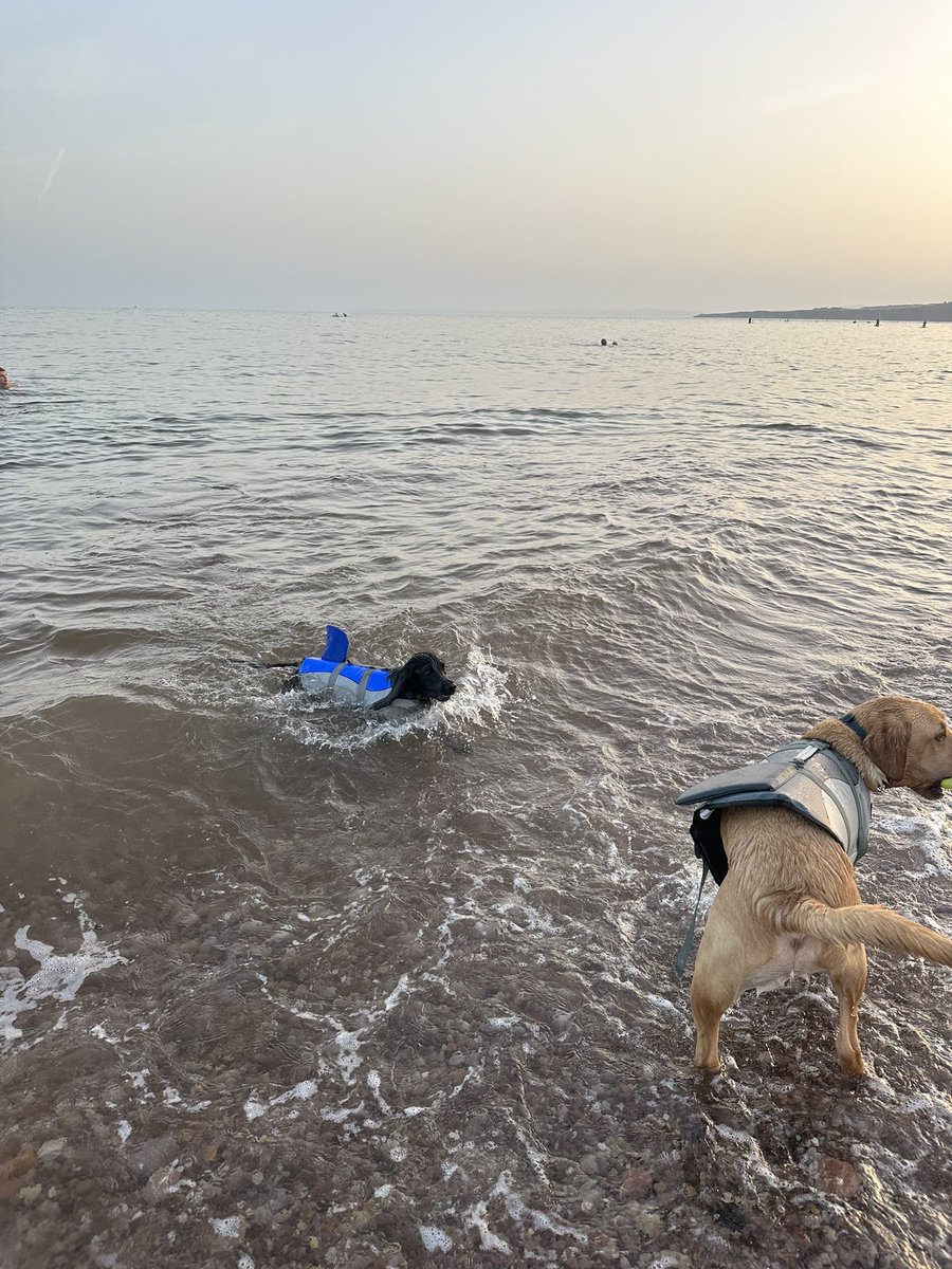 finola_ellis's tweet photo. Gorgeous evening swimming at our favourite beach 💞 #workindevon #liveindevon #greatplacetowork https://t.co/UiJoqjSOrH