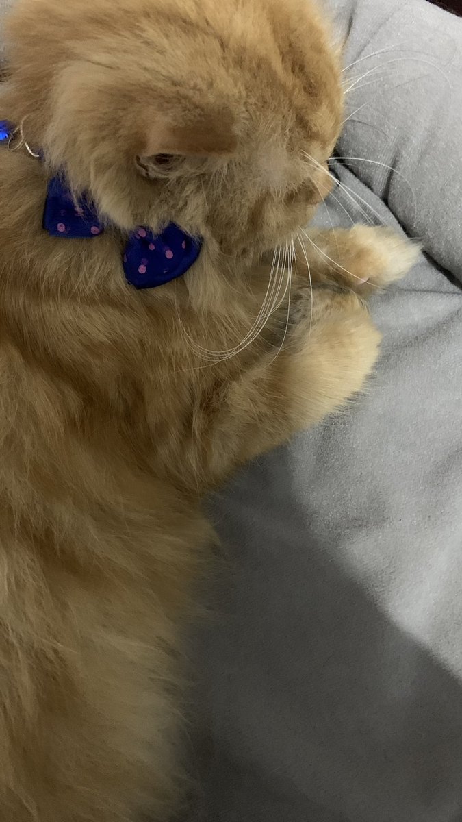 yellowqueen99's tweet photo. Luna tidur di kasurnya Meli😴 https://t.co/A4AfASMSVK