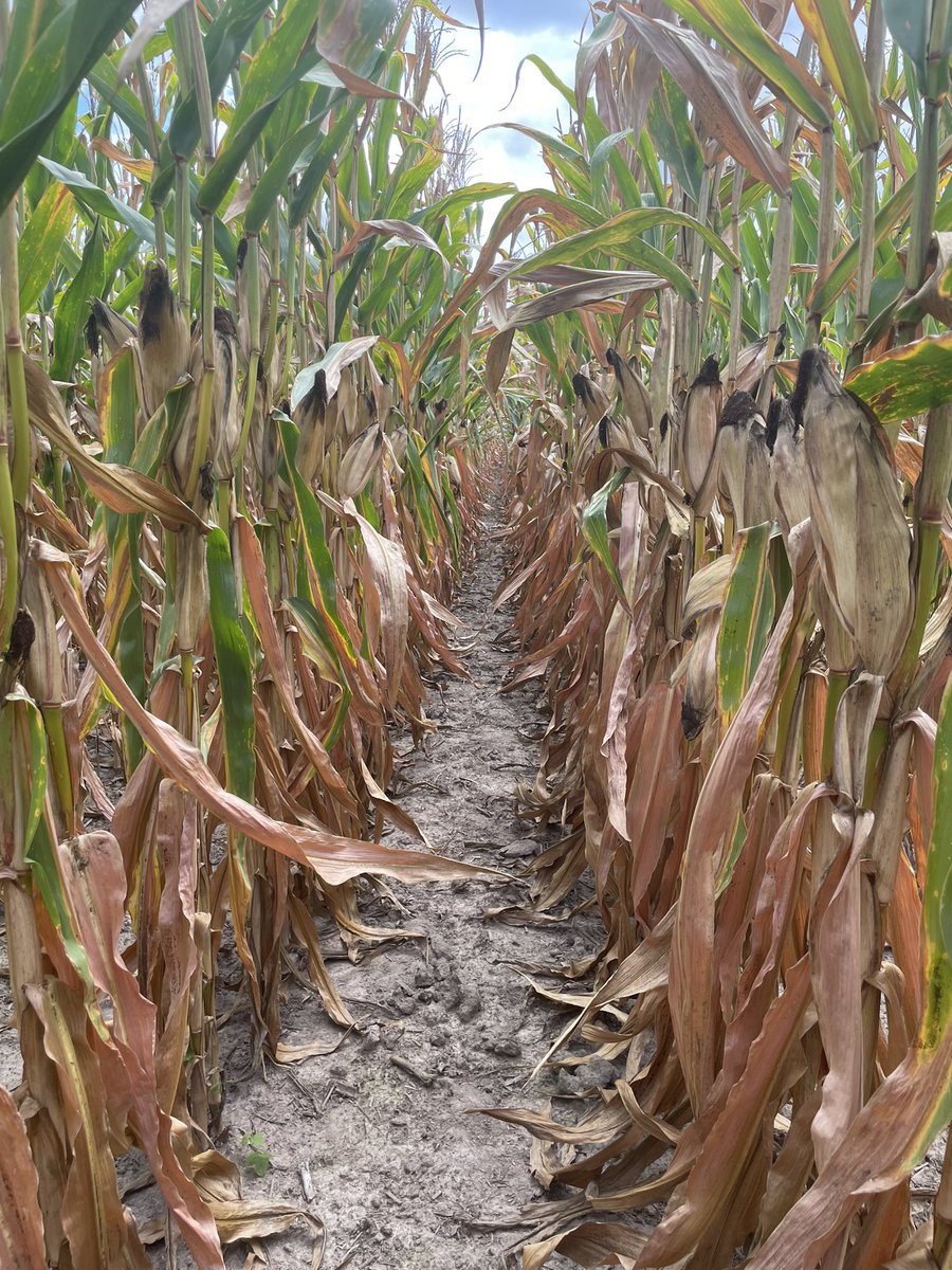 Devin Nichols tweet media