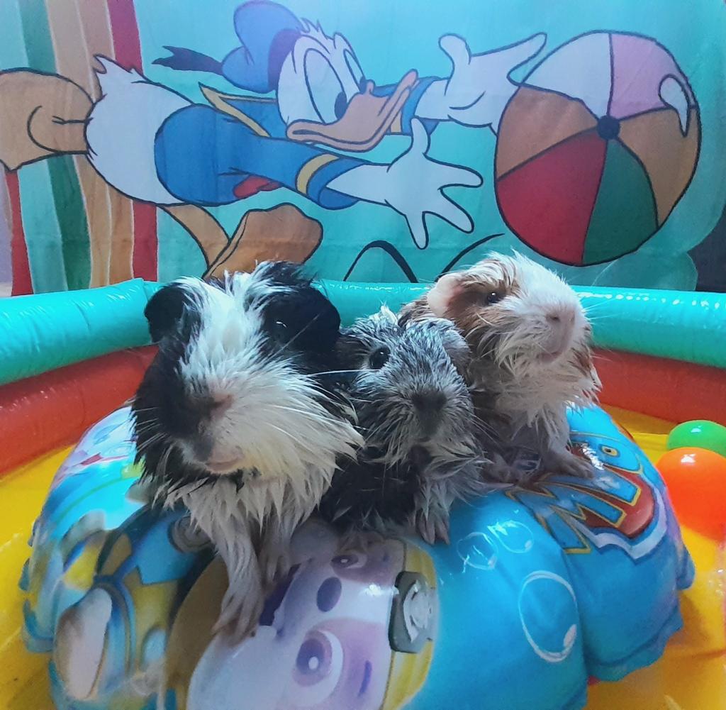 Quzerock's tweet photo. Pool day for the stars ....
#guineapig #guineapiglove #guineapiglife #guineapiggy #guineapiggies #cavy #cavylove #adultguineapig #oneyearoldguineapigs #fortheloveofguineapigs #gpig #instapigs #guineapigplaytime #guineapigfanclub #guineapigworld #guineapigpaddling #poolday https://t.co/LsPFCQ7eAx