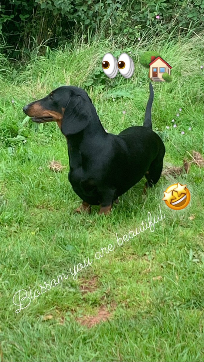 👀🏡 Standard Smooth Dachshund female 14 mths