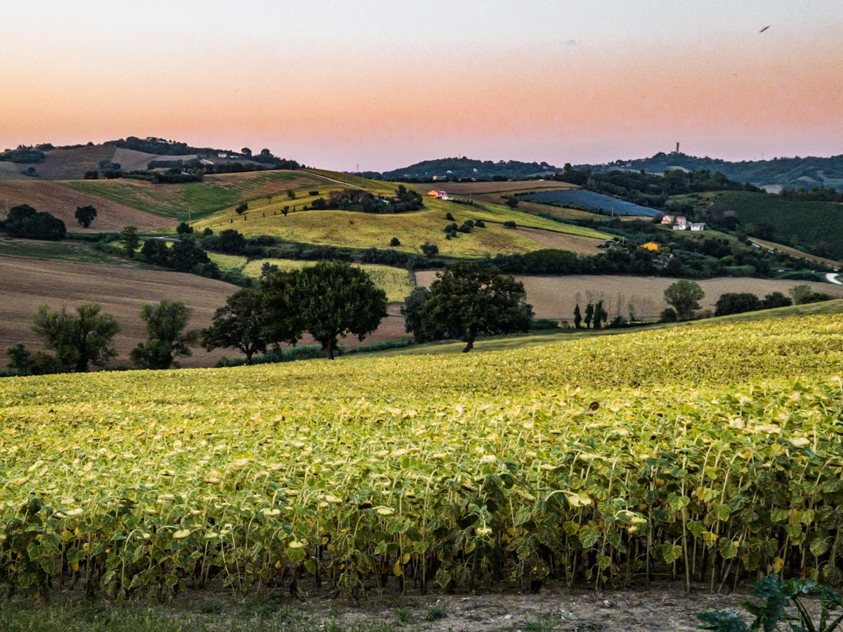 antonharfst's tweet photo. Overnachten in #Polverigi in #Marche In het late licht nog even genieten van het rollende landschap! 🤩
Morgen de oversteek naar Patras en dan door naar #Xirokambi #Lakonia Zo benieuwd wat we zullen aantreffen op donderdag. 🙏 #Daniel https://t.co/gXyRdHmwfw