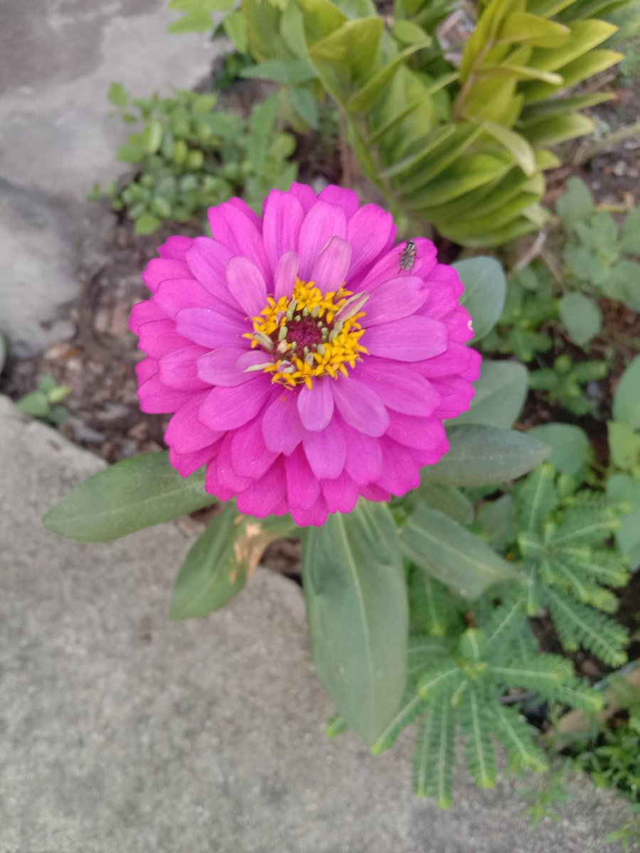 my_stray_family's tweet photo. 🌺 #HappyTuesday 🌺
🍀 #TuesdayMood 🍀
#Zinnia #Violacea #Asteraceae #FLOWER #DailyFlowers #GardeningX #XTwitter #XFlowers #flowerphotography #FlowersOfTwitter #garden #photography https://t.co/pASJfExXSg