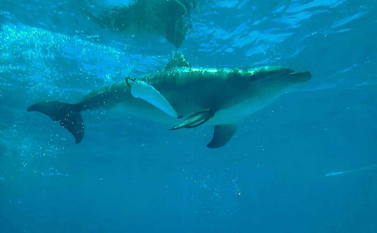 AphroditeAndr's tweet photo. Yoohoo our paper with @Gua_Le_Ni and  Guillermo J. Sánchez Contreras "Co-designing Enrichment Toys with Bottlenose Dolphins: Playfulness as a Corrective to Anthropocentrism" got accepted at the Animal-Computer Interaction Conference! 🐬💙 ^^ @animal_computer 
#ACI2023
#dolphins https://t.co/B2ejvrctqU