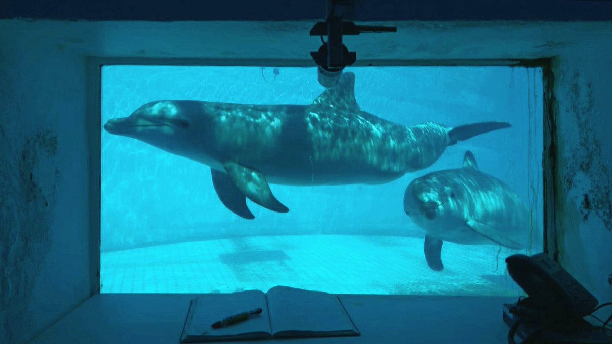 AphroditeAndr's tweet photo. Yoohoo our paper with @Gua_Le_Ni and  Guillermo J. Sánchez Contreras "Co-designing Enrichment Toys with Bottlenose Dolphins: Playfulness as a Corrective to Anthropocentrism" got accepted at the Animal-Computer Interaction Conference! 🐬💙 ^^ @animal_computer 
#ACI2023
#dolphins https://t.co/B2ejvrctqU