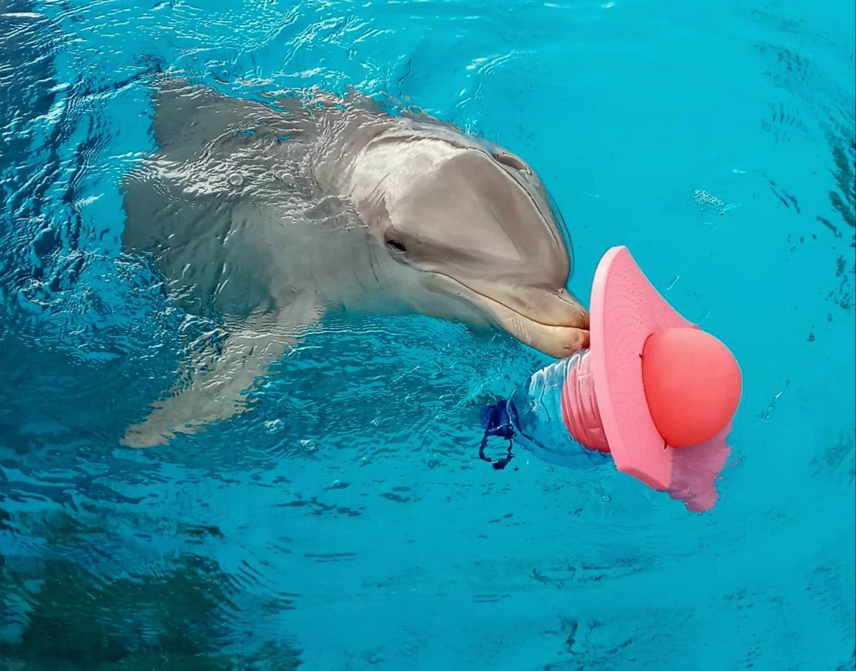 Yoohoo our paper with @Gua_Le_Ni and  Guillermo J. Sánchez Contreras "Co-designing Enrichment Toys with Bottlenose Dolphins: Playfulness as a Corrective to Anthropocentrism" got accepted at the Animal-Computer Interaction Conference! 🐬💙 ^^ <a href="/animal_computer/">Animal Computer Interaction Conference</a> 
#ACI2023
#dolphins