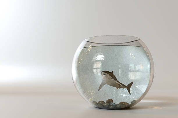 imurthycs's tweet image. If you want to change your life change your environment.

Shark in a fish tank will grow 8&quot; but in ocean will grow 8&apos;. Shark will never outgrow it&apos;s environment and the same is true about us.
Many times we&apos;re about small thinking people so don&apos;t grow.

#Indian