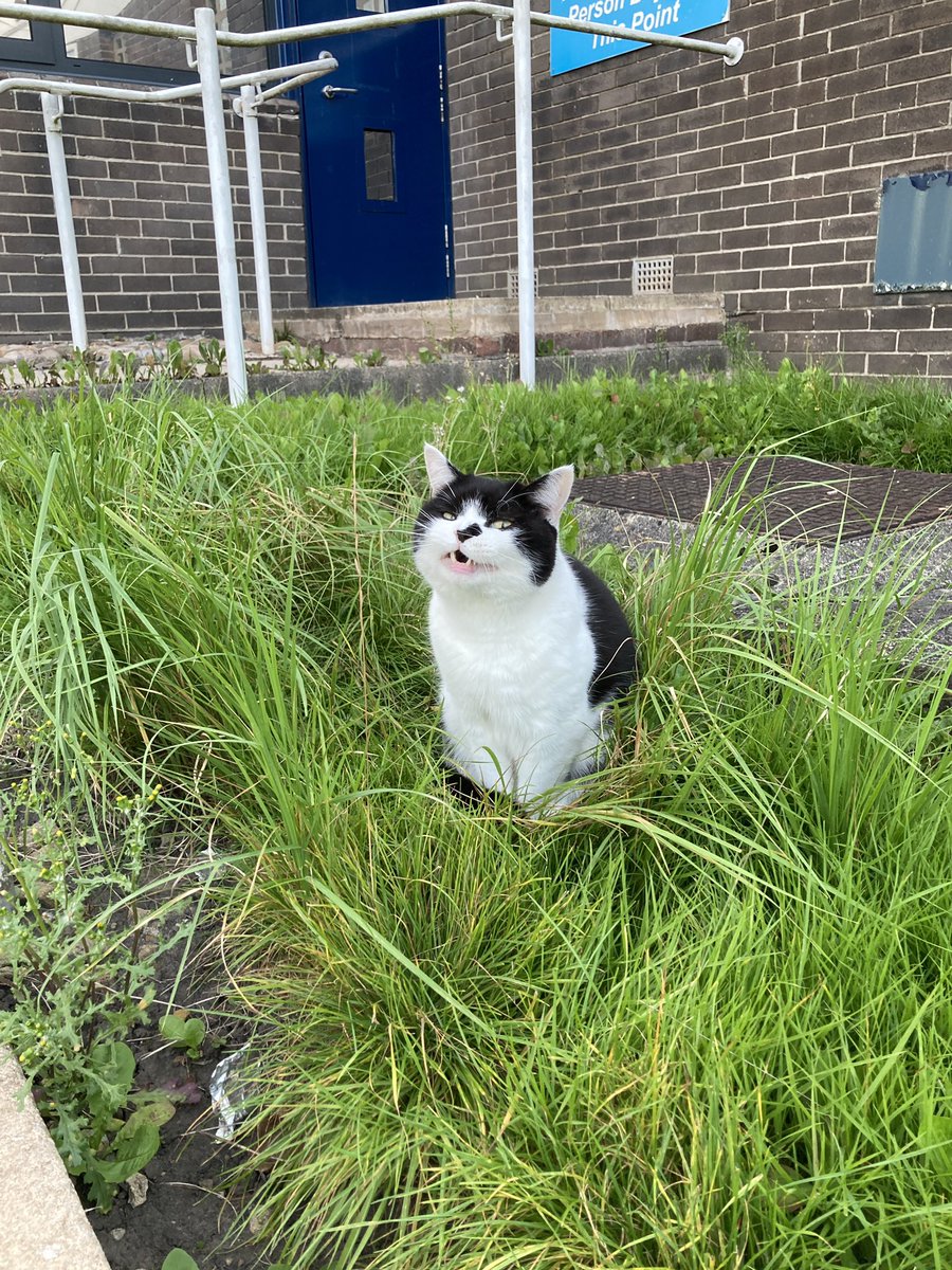 stationmoggy's tweet photo. Keeping Cool in the grass 🥵.. or am I actually undercover ? 🔍🔍🐈‍⬛👮‍♀️🚔
#catsthatwork 
#Policecat🐈‍⬛
#UndercoverCat
#Asyouwere https://t.co/WI8N9LaWe1