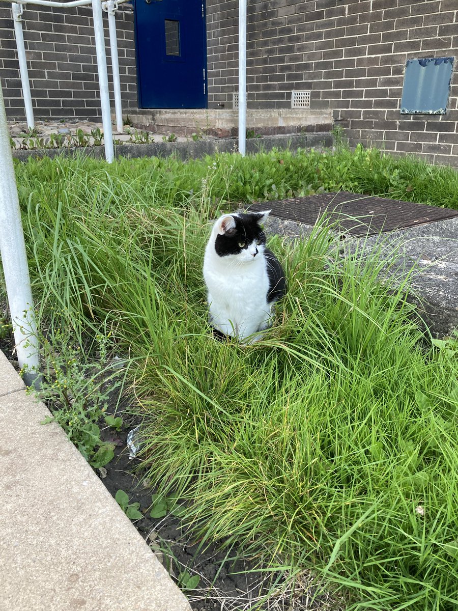 stationmoggy's tweet photo. Keeping Cool in the grass 🥵.. or am I actually undercover ? 🔍🔍🐈‍⬛👮‍♀️🚔
#catsthatwork 
#Policecat🐈‍⬛
#UndercoverCat
#Asyouwere https://t.co/WI8N9LaWe1
