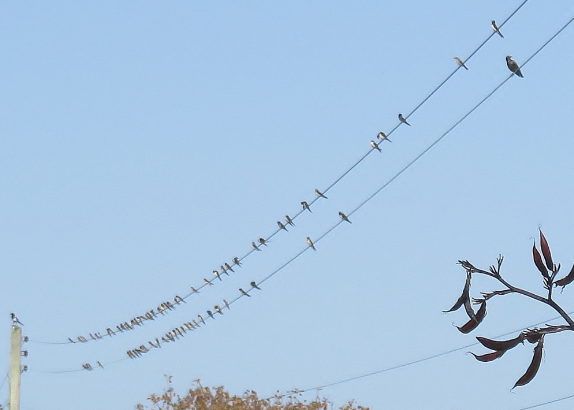 leblancq_f's tweet photo. Nearing sunset over #JerseyCI, with a yellowish hue caused by Saharan dust in the sky above. Also a few of the many hundreds of migrating #swallows noted passing through #Portelet today – about 70 in this late afternoon image https://t.co/AAxuXJwPnt