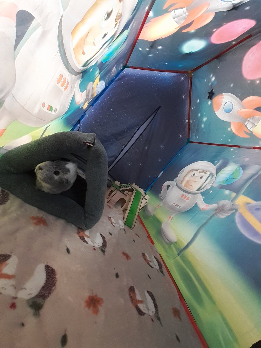 Quzerock's tweet photo. Orion enjoyed her time in the spaceship 😍
#guineapig #guineapiglove #guineapiglife #guineapiggy #guineapiggies #cavy #cavylove #adultguineapig #oneyearoldguineapigs #fortheloveofguineapigs #gpig #guineapigworld #playtent #hedgehogblanket #spacetent #guineapigplaytent https://t.co/hIS5RiUO4j