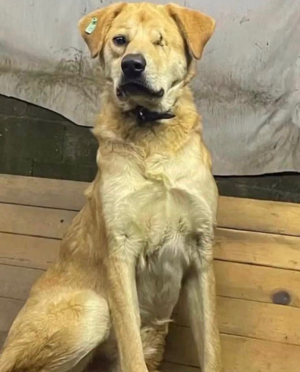 Badiko_'s tweet photo. ***Bugün iş dışında her saat başı çözmemiz gereken ayrı bir olay çıktı. Bu da son dakika golü, yarın Sarıyer'den korsanı alıp Ömerli'ye pansiyona götürecek birisi var mı? Belgrad ormanına atılmak üzere, çok ama çok acil **** https://t.co/WxRjunjnuG