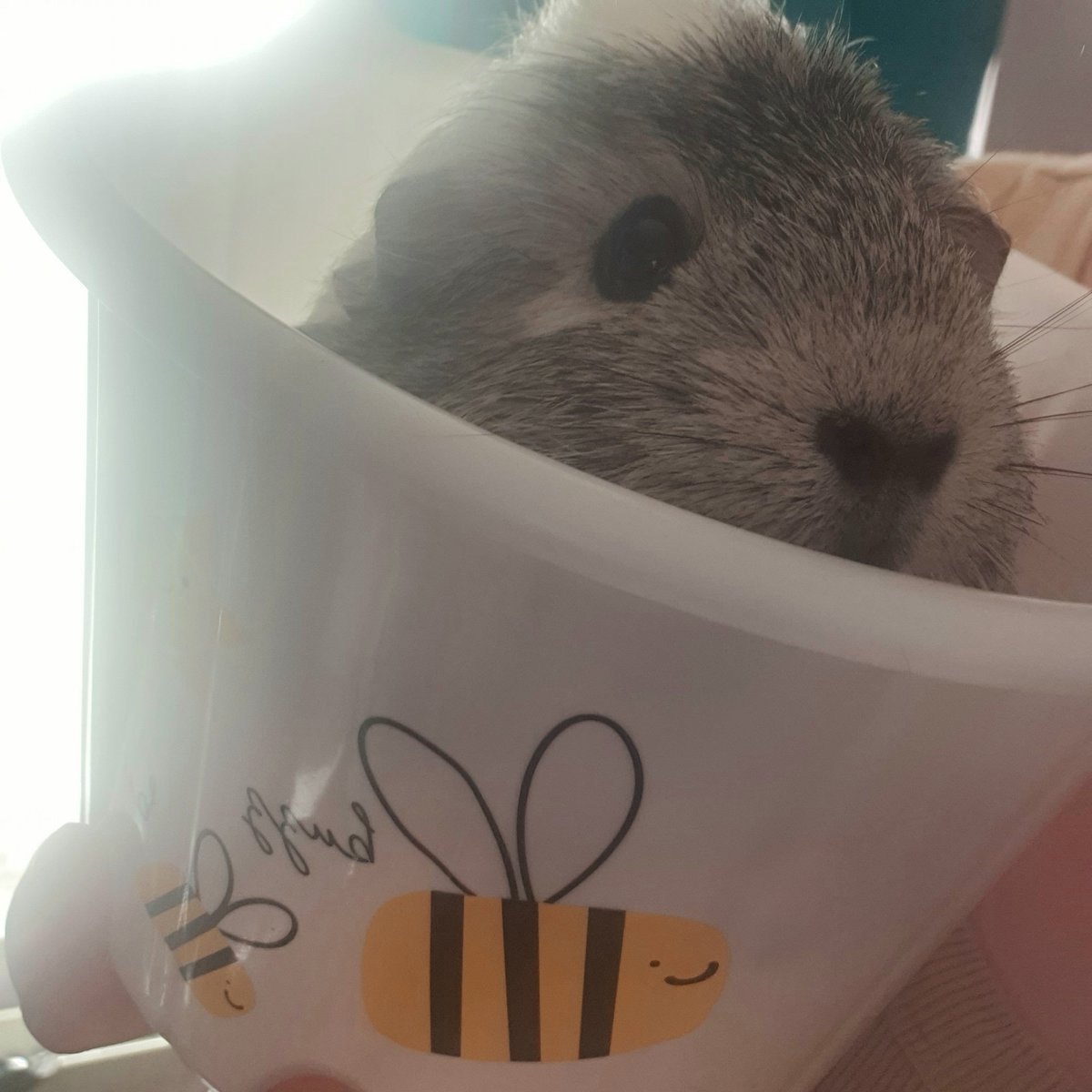 Quzerock's tweet photo. My cute lil miss Orion 👑
#guineapig #guineapiglove #guineapiglife #guineapiggy #guineapiggies #cavy #cavylove #adultguineapig #oneyearoldguineapigs #fortheloveofguineapigs #gpig #instapigs #guineapigplaytime #guineapigfanclub #guineapigworld https://t.co/MRQmFE5qAg
